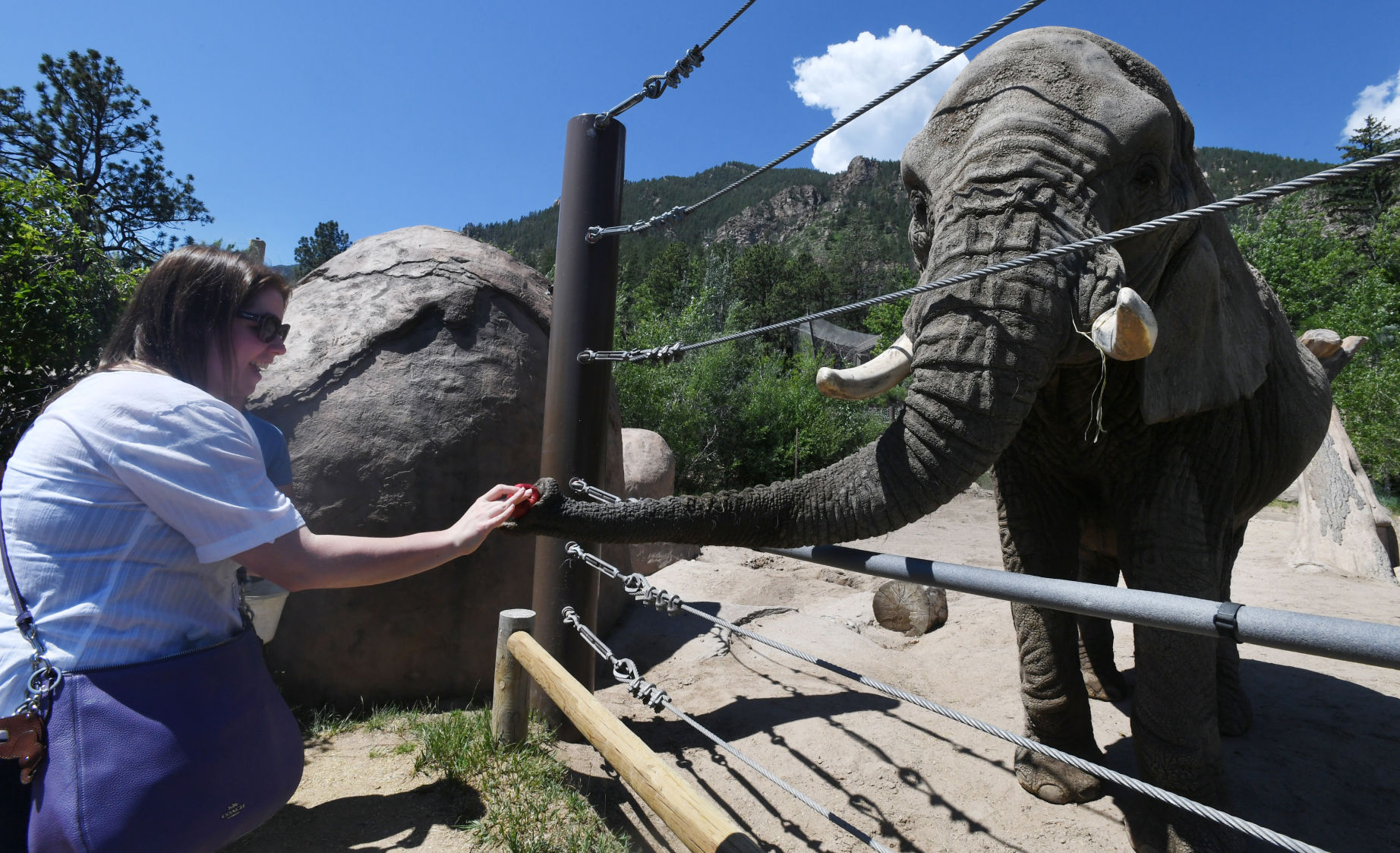 070119-news-elephant 07.JPG